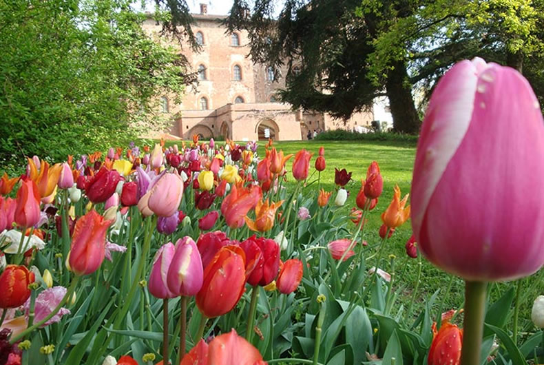 Messer Tulipano